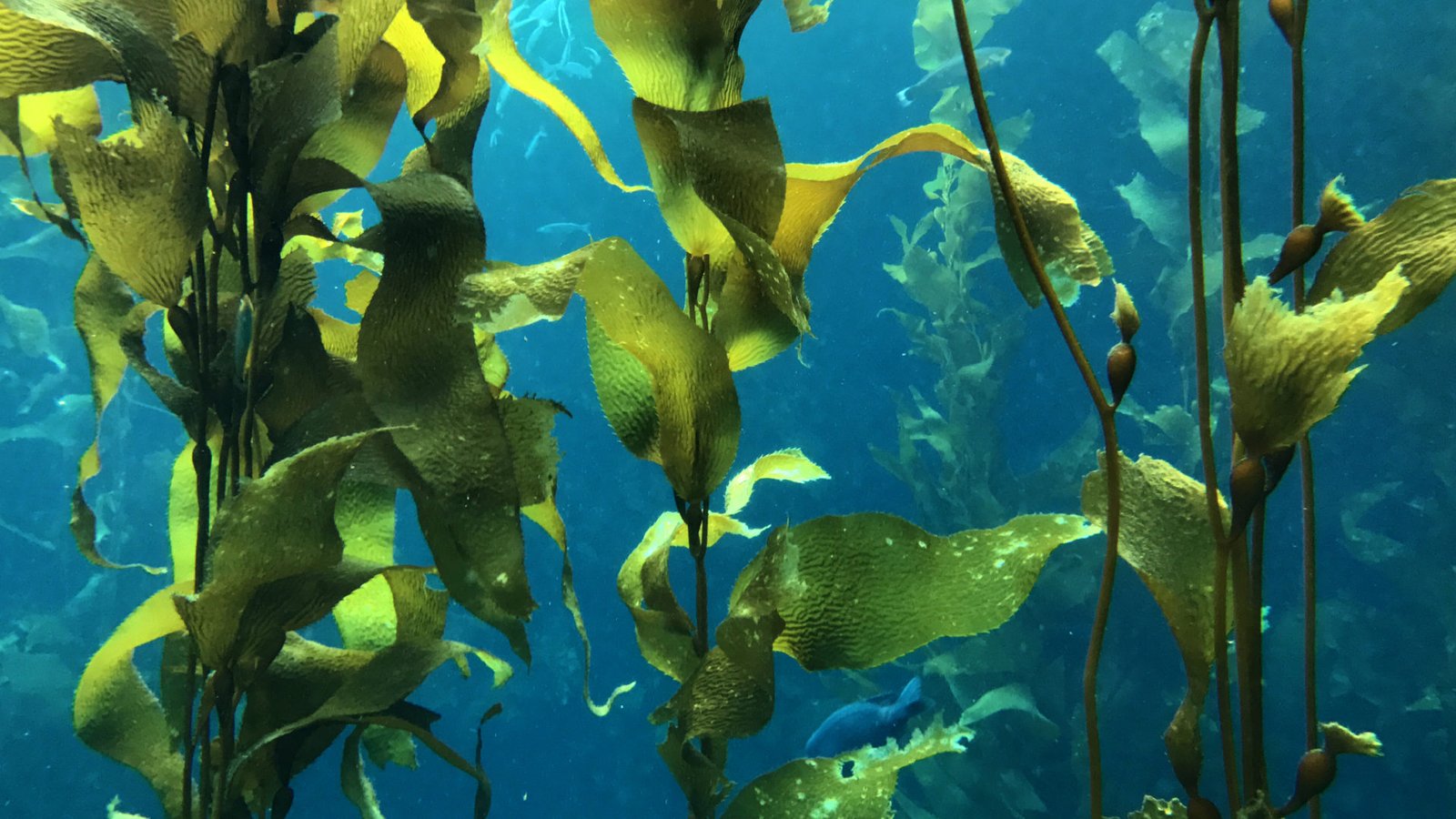 Giant Kelp Photo Credit_ AlgiKnit — The Design Tourist