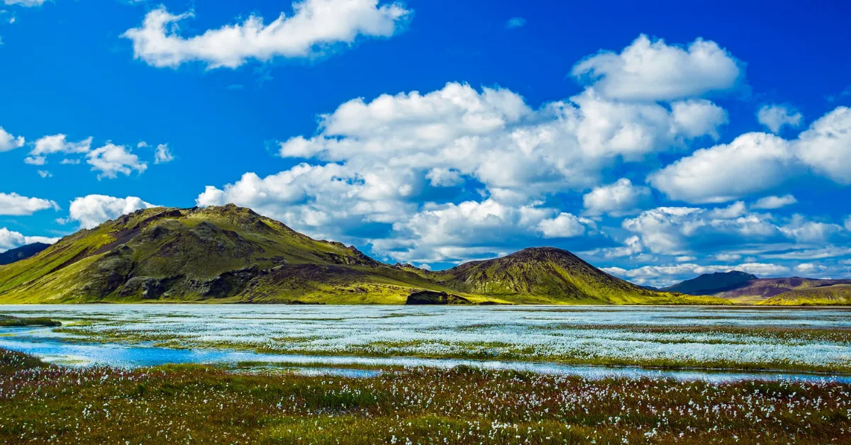 Mountain landscape in Iceland with blooming flowers during spring season.