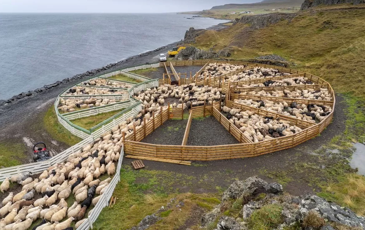 Traditional Icelandic Réttir is collecting the sheep together in a circular pens, known as réttirs.