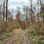 BliesgauBiosphereHikingWideshot