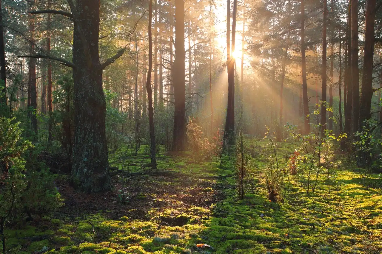 forest retreat 1