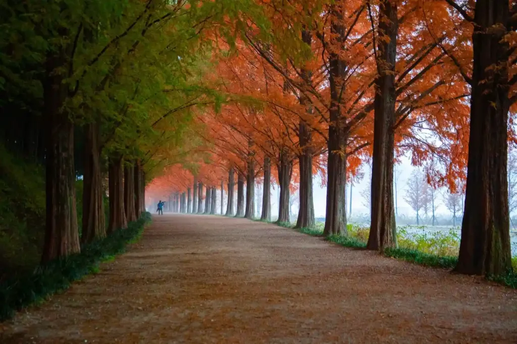 A roadway surrounded by trees during autumn.
