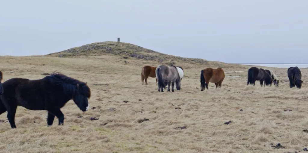 Horses in iceland grazing.