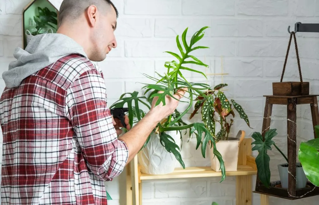 Man plant breeder examines and admires home plants in a pot, Search for pests, care, watering, ferti