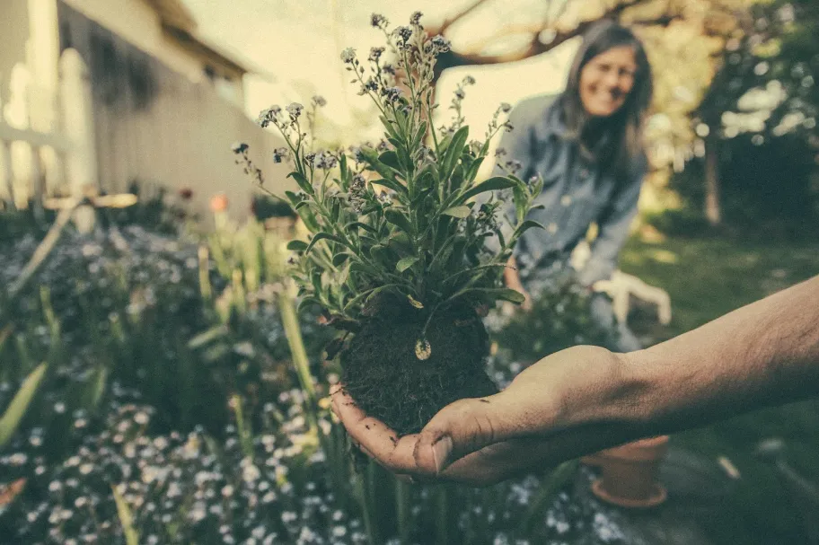 a person holding a potted plant in their hand