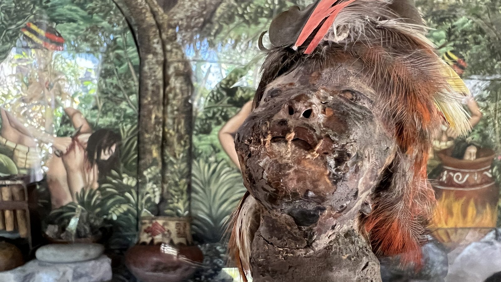 Preserved shrunken head with feathers on display against jungle-themed murals depicting indigenous rituals.