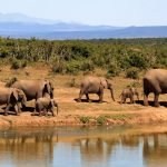 elephants 279505 1280