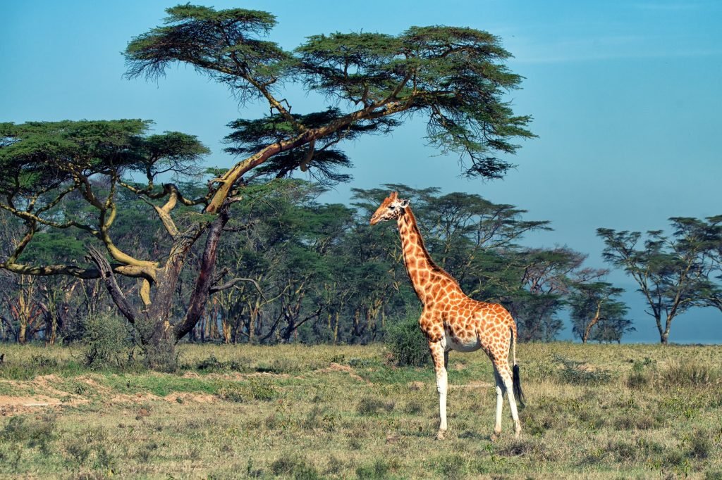Ugandan giraffe