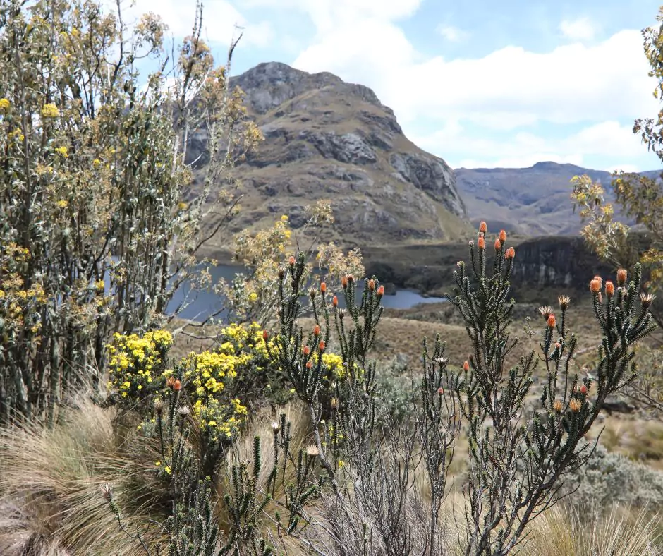 cactus and flowers near a lake