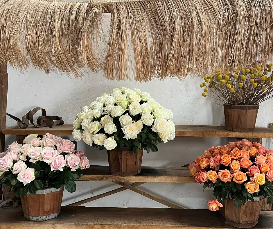 Ecuador roses at Hacienda el molino