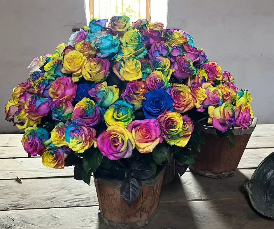 Dyed roses at Hacienda el molino