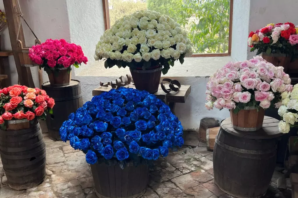 Ecuador roses at Hacienda el molino