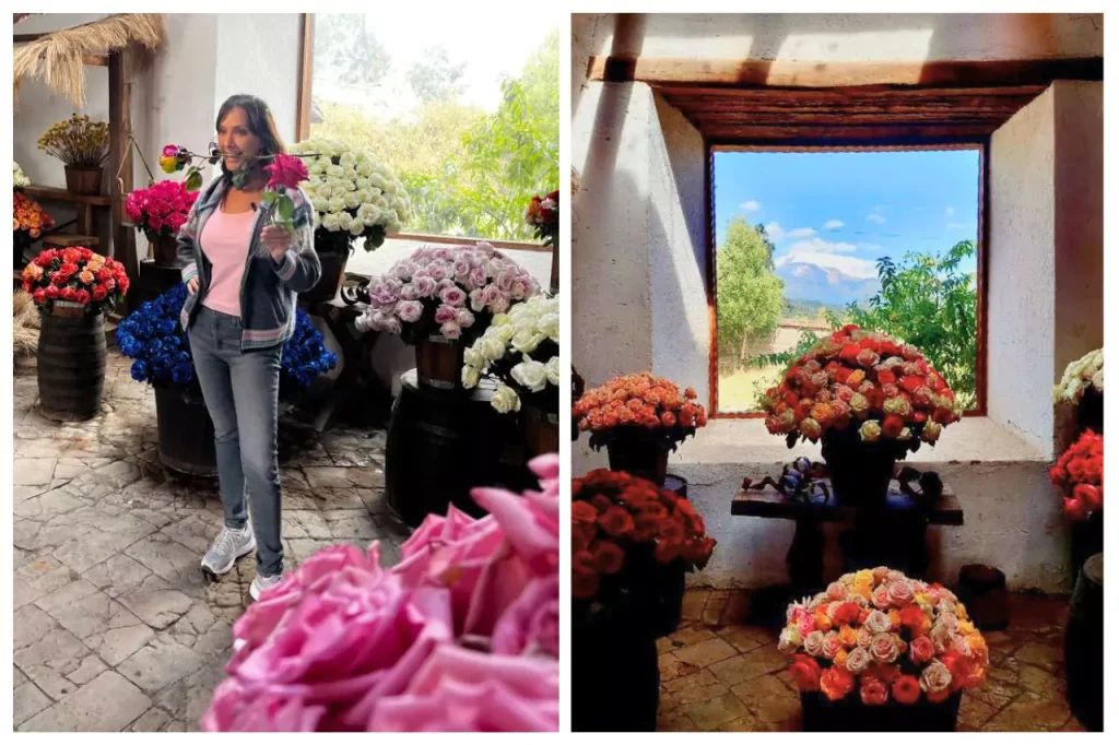 Ecuador roses at Hacienda el molino