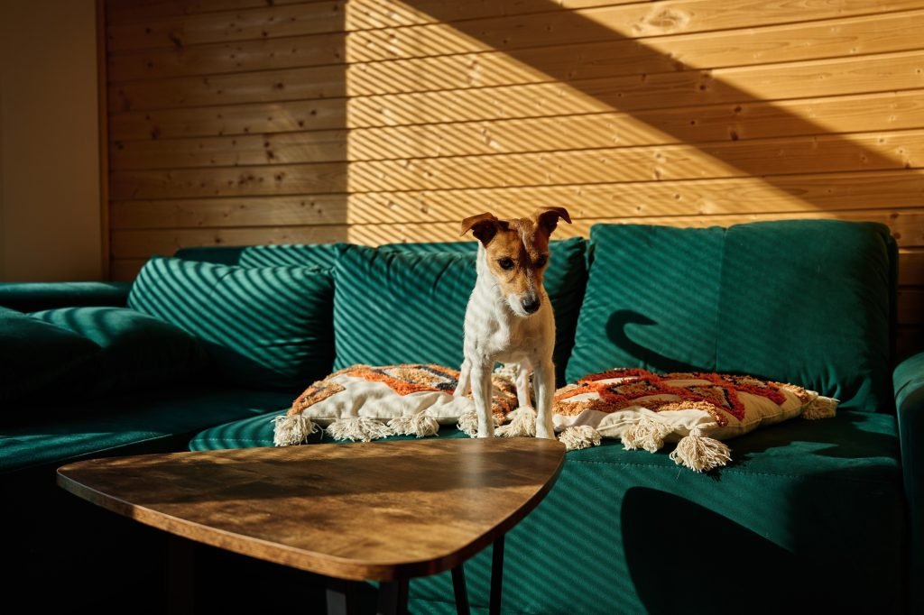Dog standing on sofa in living room