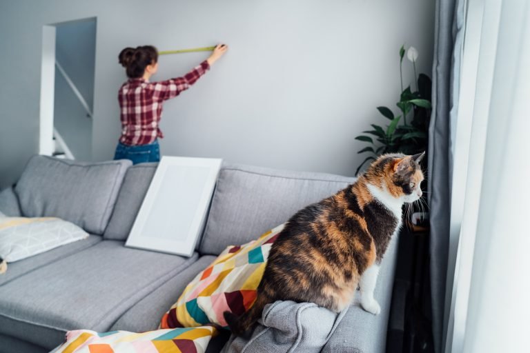 Focus on hone pet cat with blirred young woman doing measuring with a measure tape on the wall.
