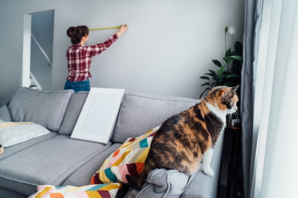 Focus on hone pet cat with blirred young woman doing measuring with a measure tape on the wall.