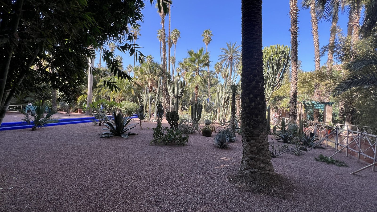 Palm trees and desert plants inside Jardin Majorelle in Marrakech, a peaceful garden often explored during a 2 day in Marrakech travel itinerary.