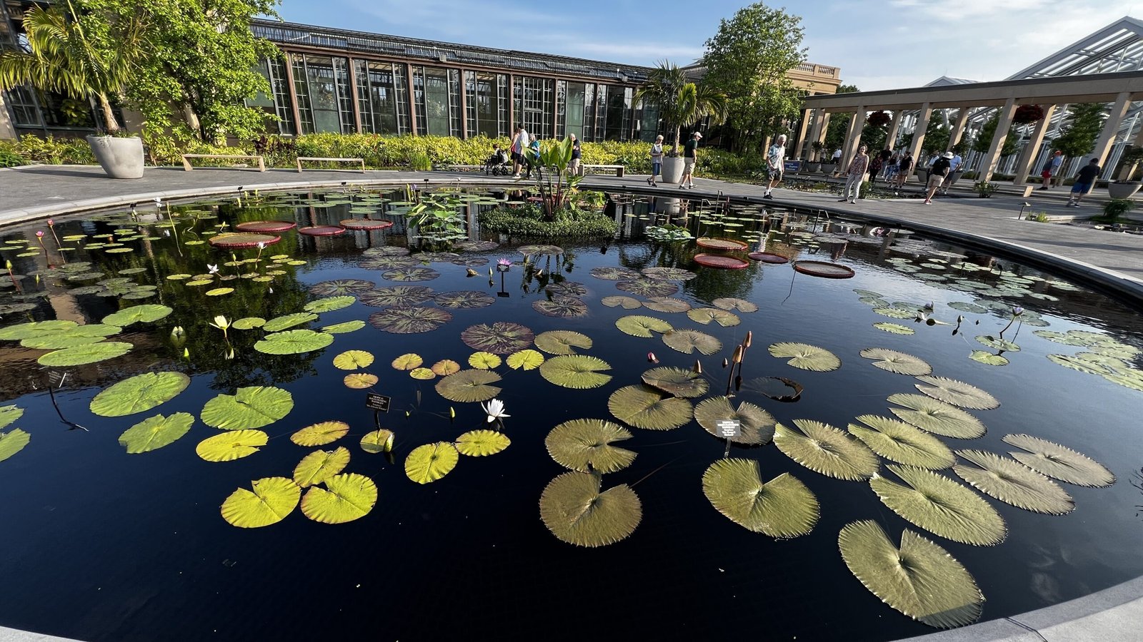 LongwoodWaterLillies