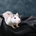 White funny decorative home rat sniffs the area on a gray plaid.