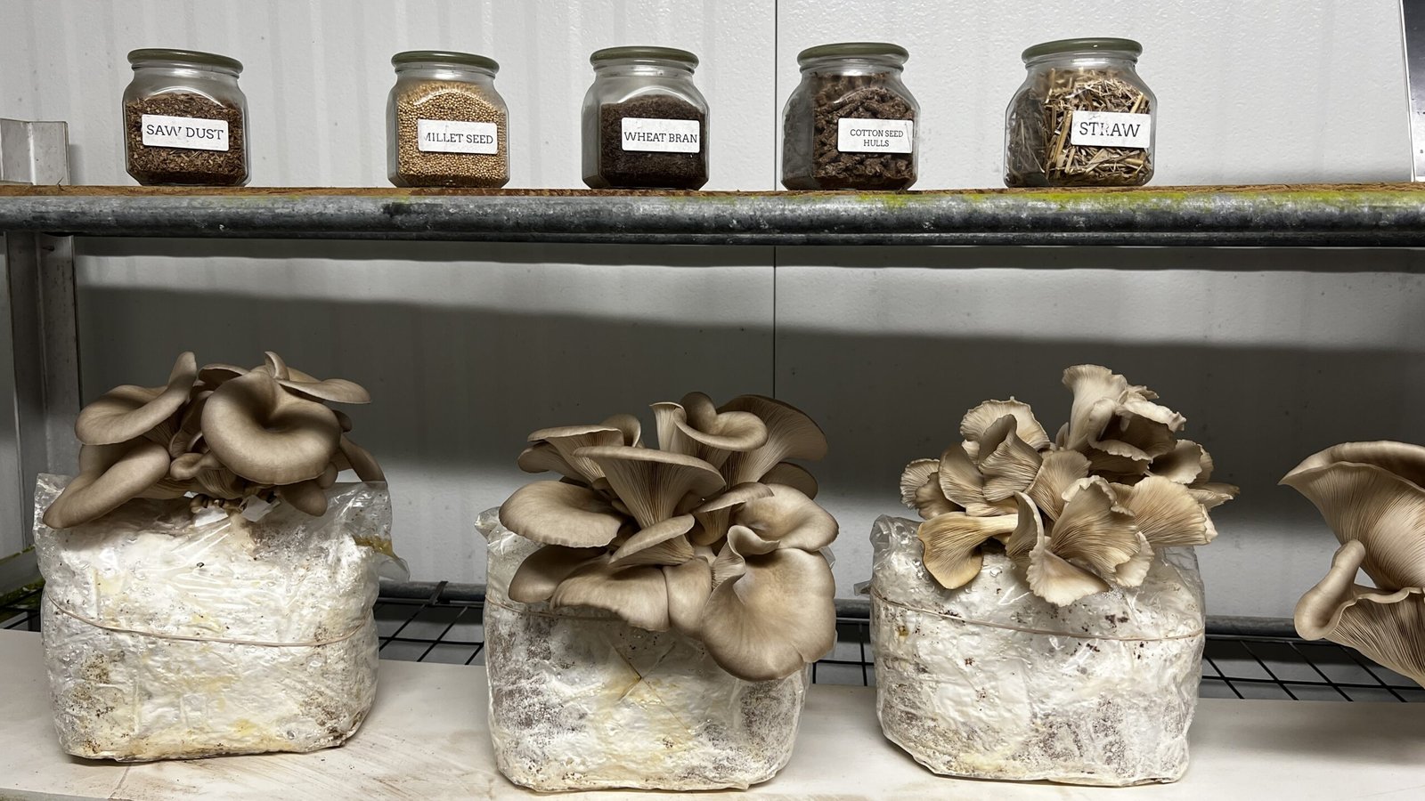 Kennett Square: Exploring the Mushroom Capital of the World Shelf with jars of sawdust, seeds, bran, and straw above blocks sprouting oyster mushrooms.