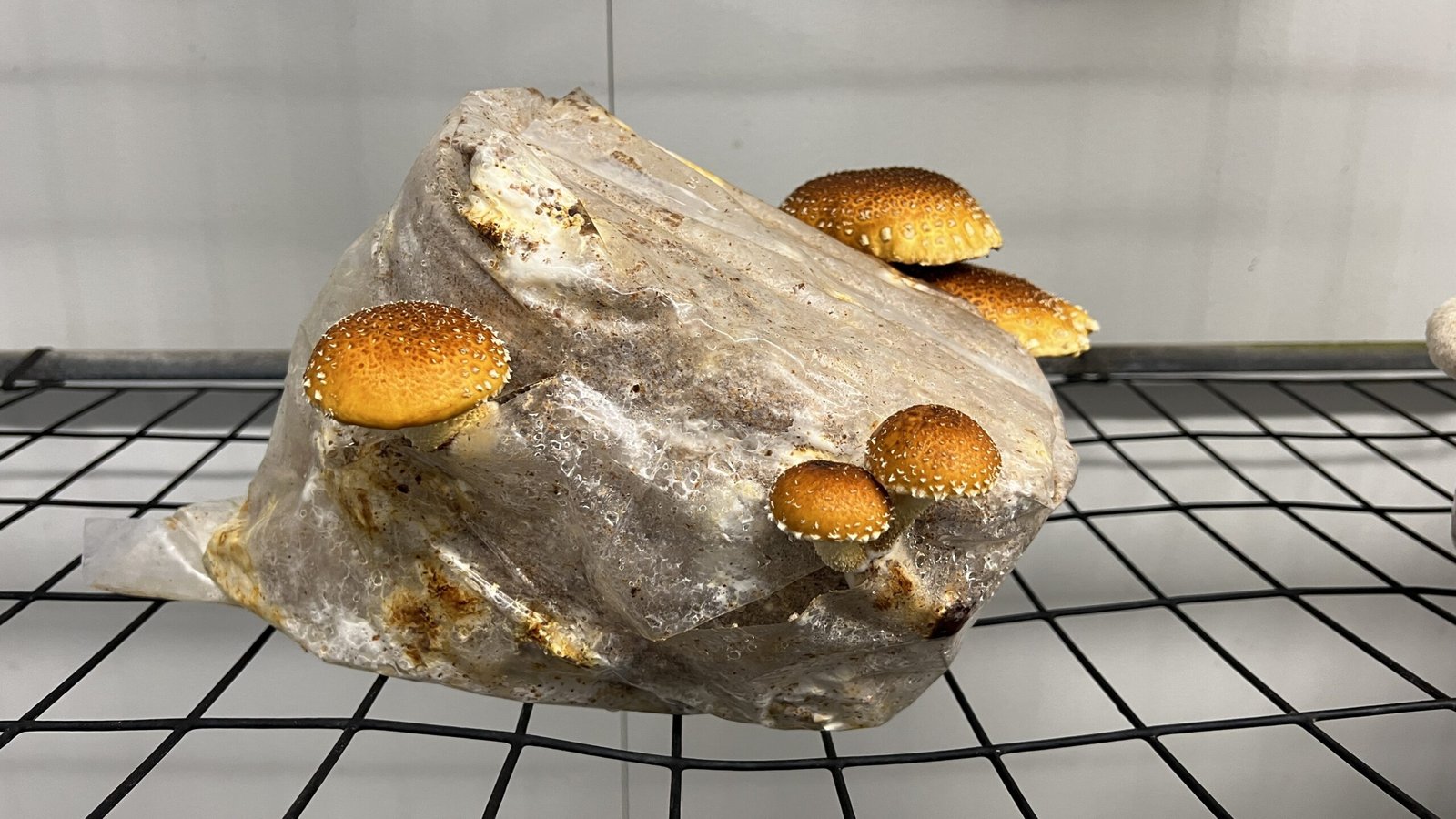 Kennett Square: Exploring the Mushroom Capital of the World Golden mushrooms sprouting from a growing block on a wire rack.