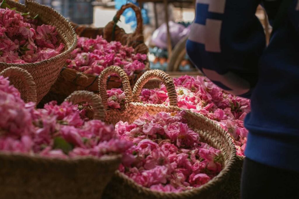 Baskets filled with freshly harvested pink roses in Kelaat M’Gouna, Morocco, known as the 'City of Roses' during the annual rose harvest.