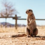 Close up view of little gopher outdoors