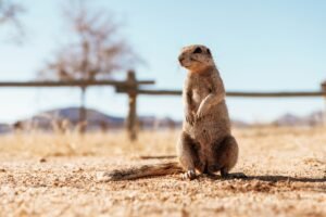 Close up view of little gopher outdoors