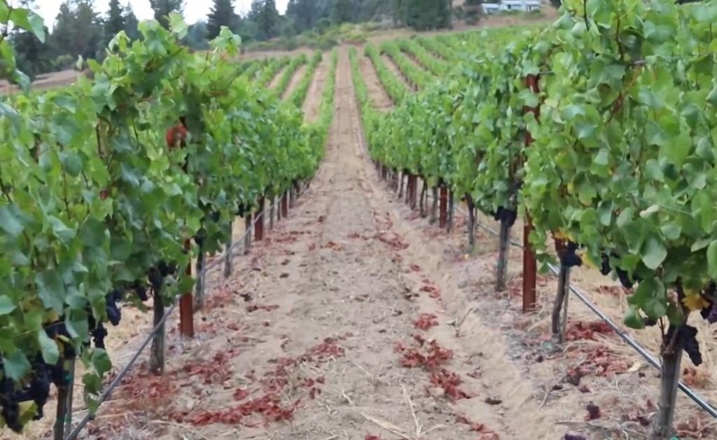 Rows of Pinot Noir grapevines at Lula Cellars in Anderson Valley during harvest season.