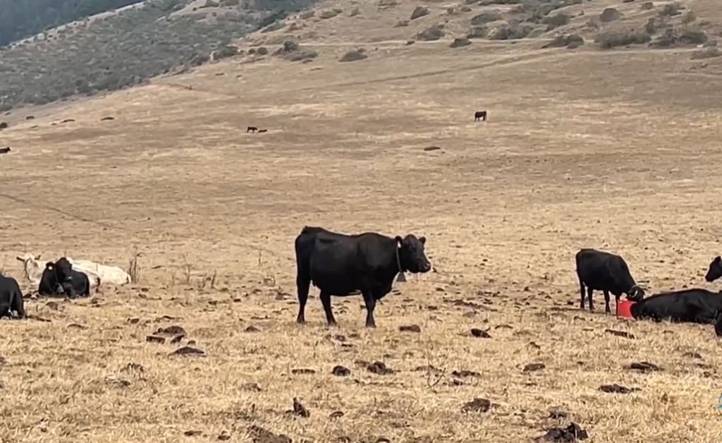 A belled Black Angus cow standing in the pasture at The Inn at Newport Ranch, part of the working cattle ranch where wandering cows are belled.