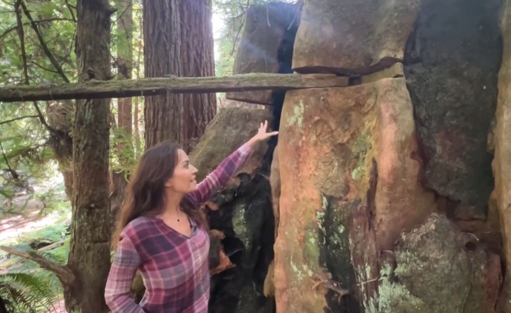 Karen examining the historic springboard cuts in a massive redwood stump in the forest at The Inn at Newport Ranch on the Mendocino Coast, where lumberjacks once used these boards to fell giant redwoods around 1900.