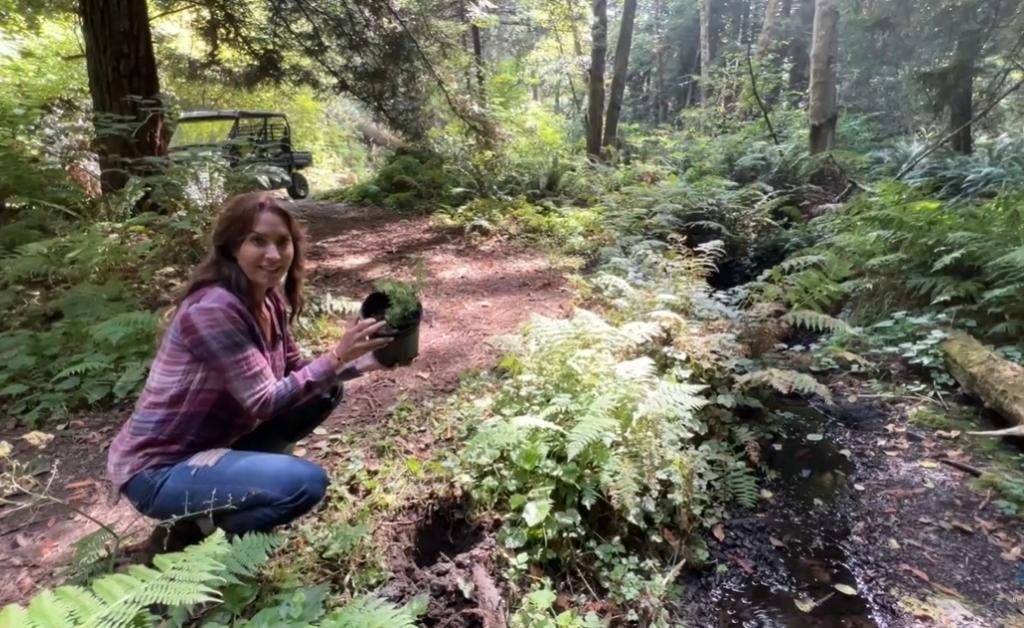 Karen planting a young redwood sapling, nicknamed the “Karen Tree,” in the redwood forest at The Inn at Newport Ranch on the Mendocino Coast, where thousands of new redwoods are planted each year to help regenerate the forest.