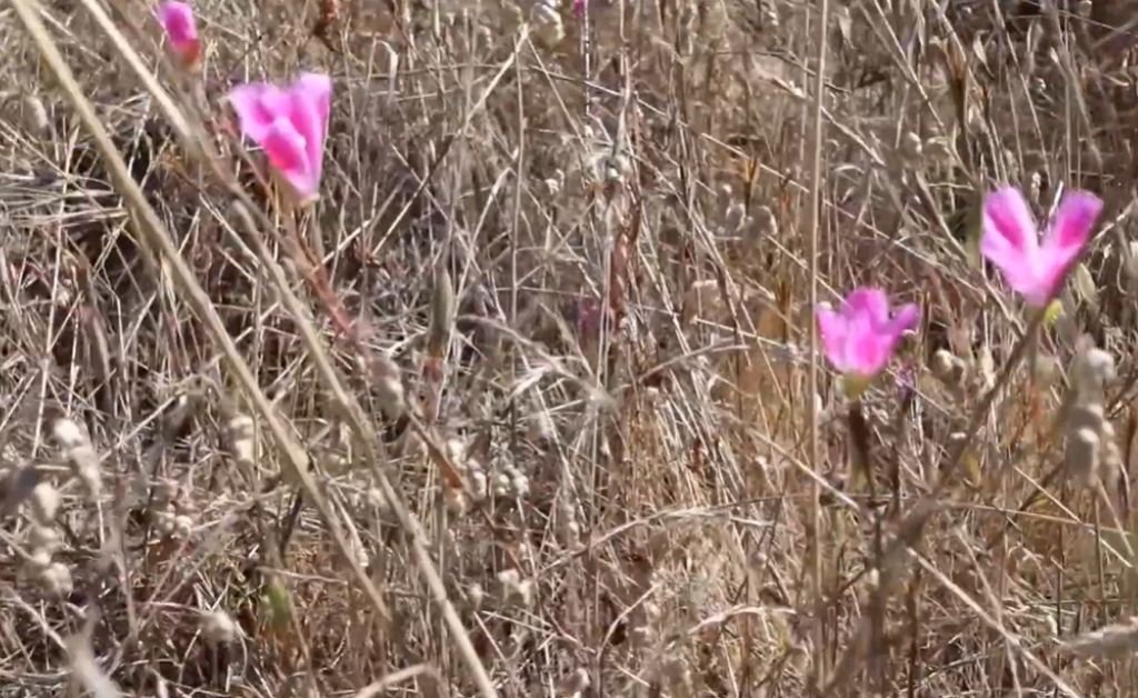 Close-up of Clarkia whitneyi, the rare wildflower known as “farewell to spring,” growing on the ridgetops at The Inn at Newport Ranch on the Mendocino Coast, where only a few small populations remain.