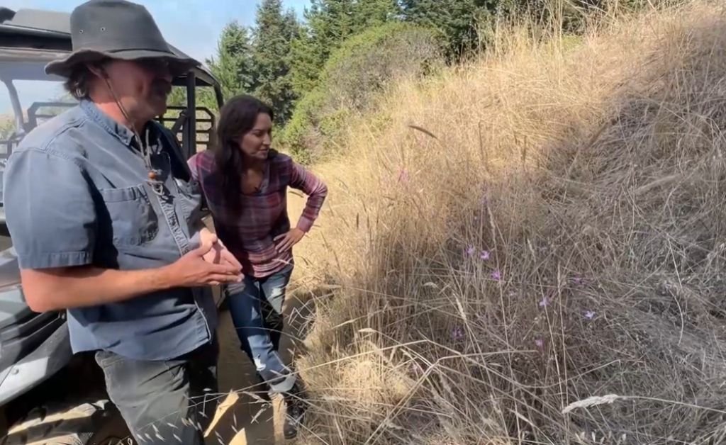 Karen and a guide examine a small cluster of rare Clarkia whitneyi wildflowers growing on a dry, grassy hillside at The Inn at Newport Ranch on the Mendocino Coast.