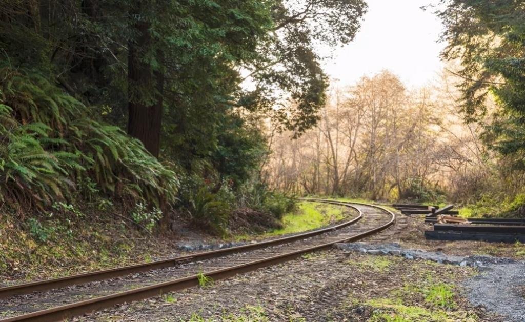 A curved railway track winding through a forested trail lined with redwoods and ferns in Mendocino.