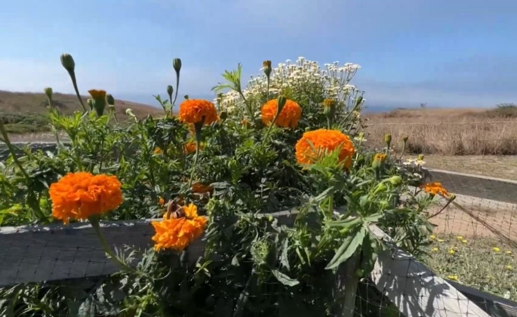 Bright orange marigolds blooming in a raised garden bed overlooking the Mendocino Coast.