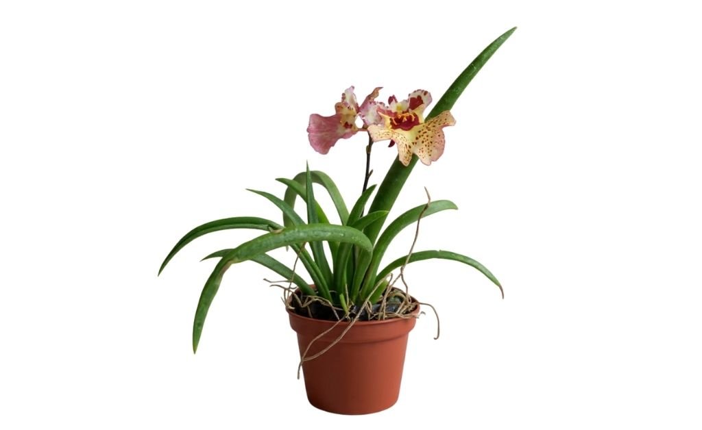 Small potted flowering orchid with green leaves on a white background